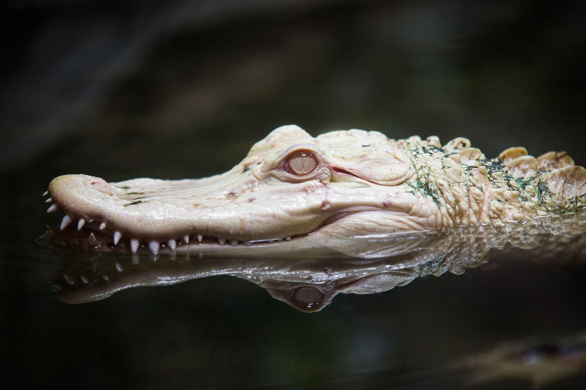 Rare Albino Alligator Full HD Wallpaper