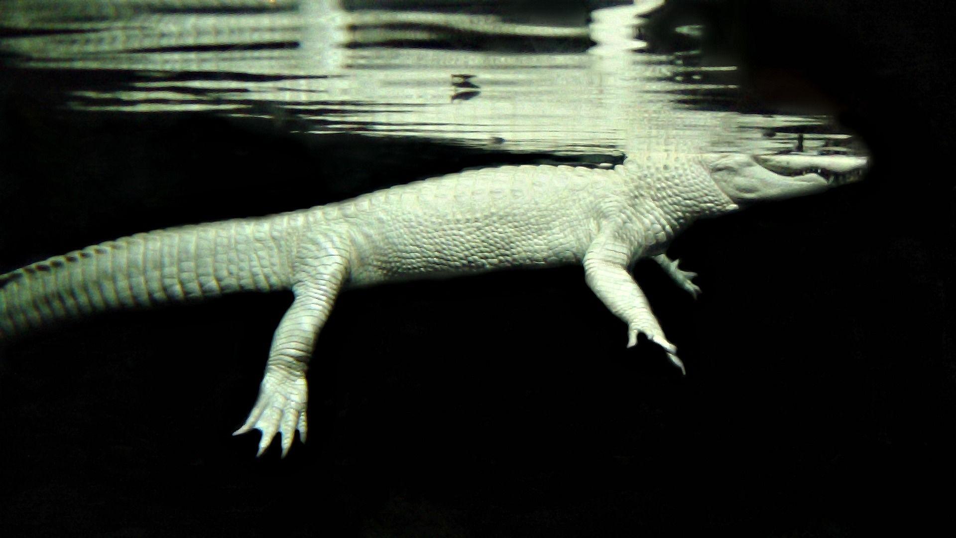 Albino Alligator in
