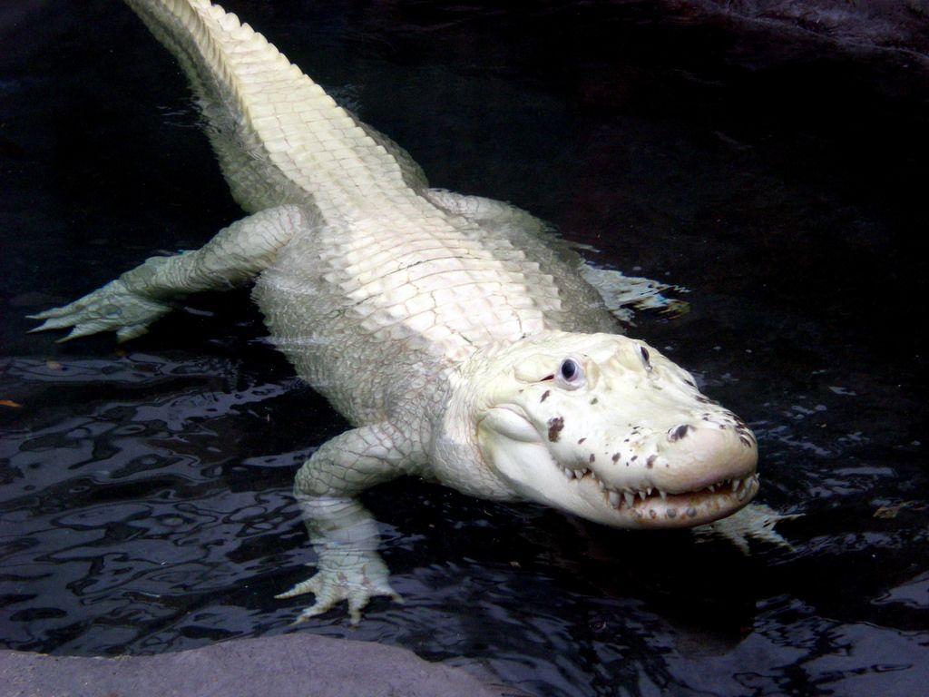 Albino Alligator. Hogle Zoo 2008 Salt Lake City, Utah This