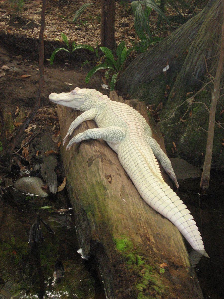 Luna The Albino Alligator By Doomed Dreamer