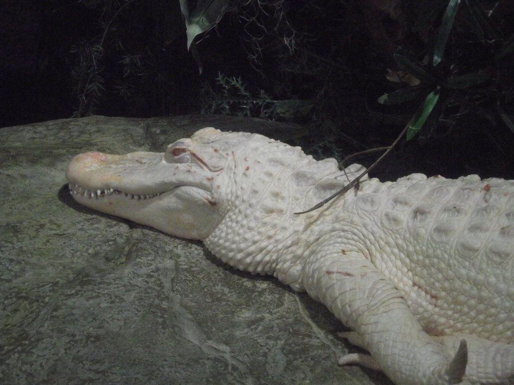 Albino Alligator 2 of 6