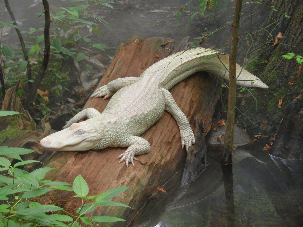 Albino Alligator. An albino alligator is a wonder of nature
