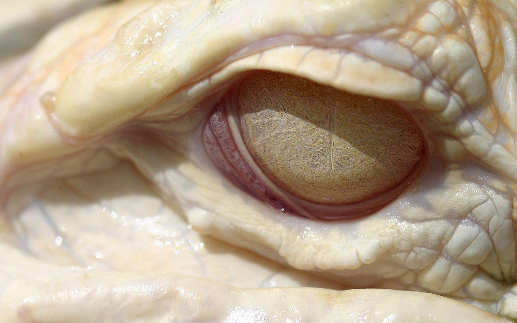 Albino Gator Eye Wallpaper