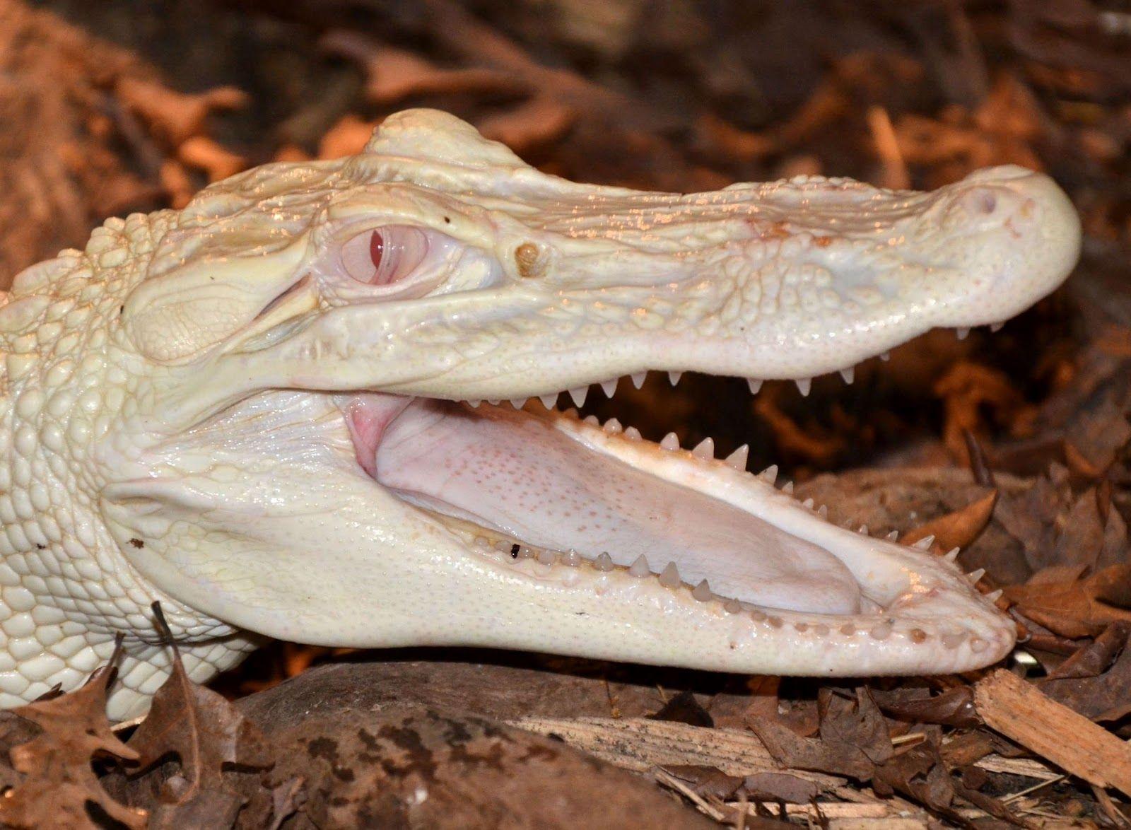 Off the Beaten Path: Albino Alligator