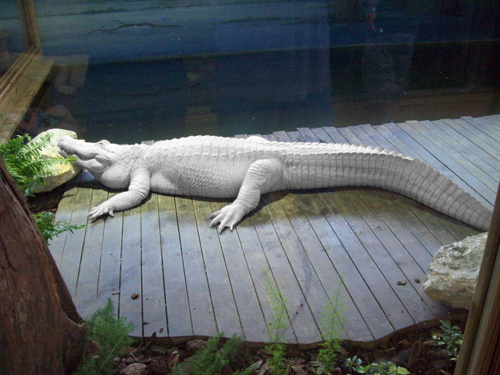 Albino Alligator 3 of 6