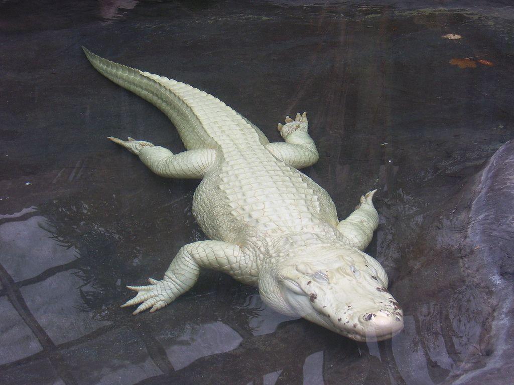 The White Crocodile Antoine. This is a rare white crocodile