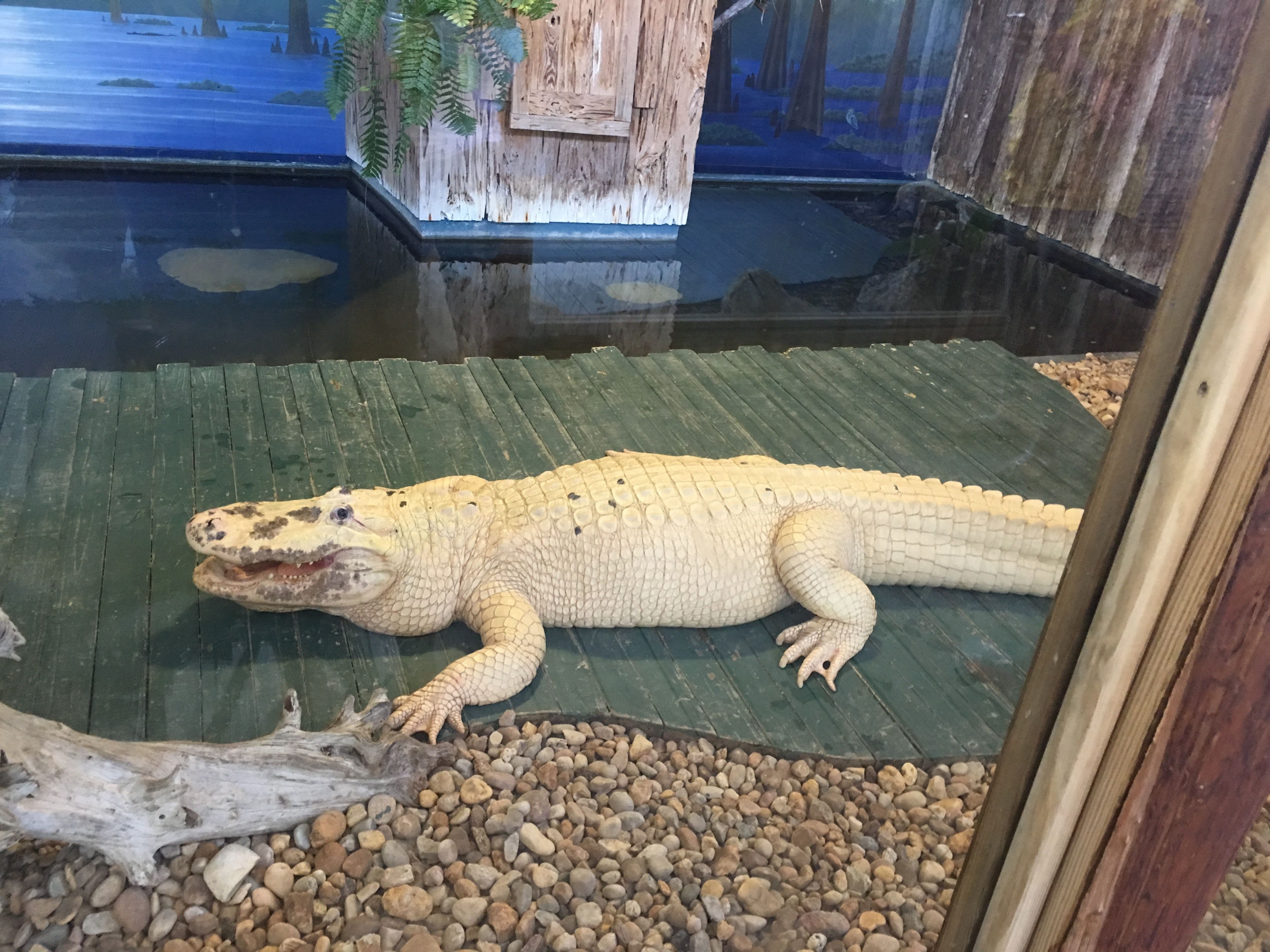 Free of albino alligator, alligator