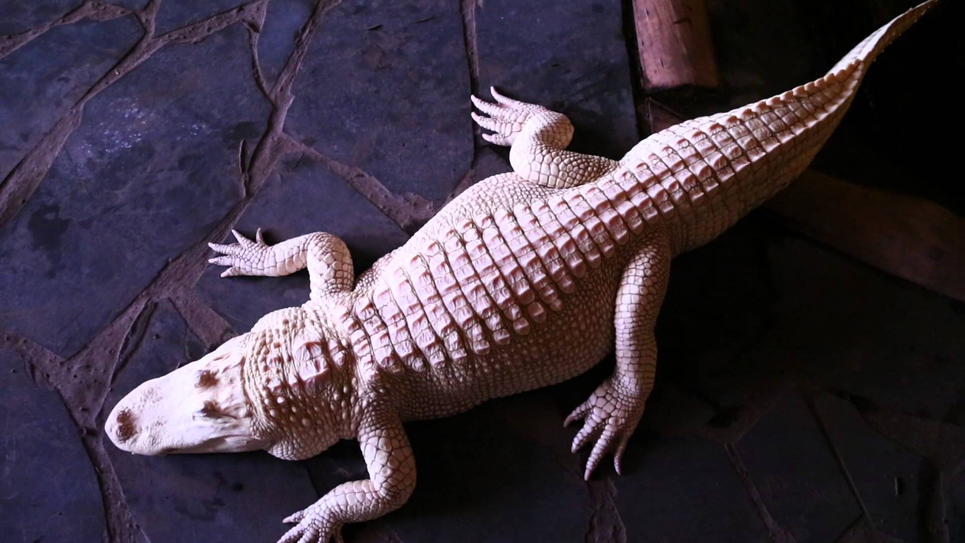 Rare Albino Alligators, Kamp Kenan S3 Episode 7