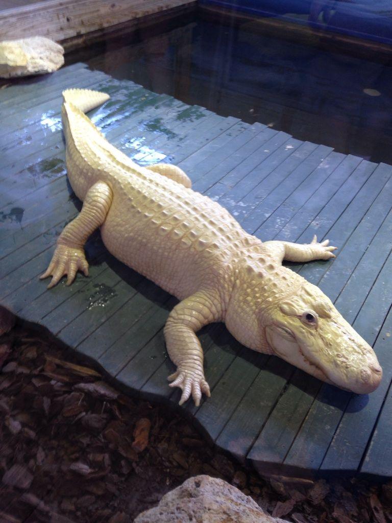 Albino Alligator, only 12 know alive in the world