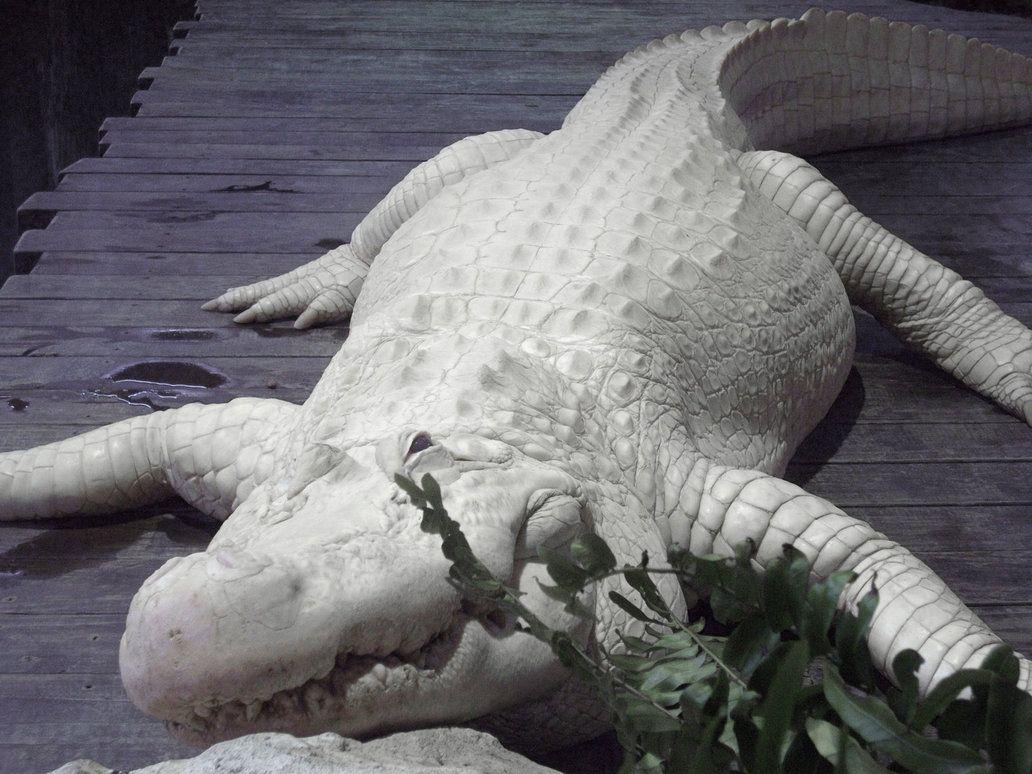 Albino Alligator 5 of 6