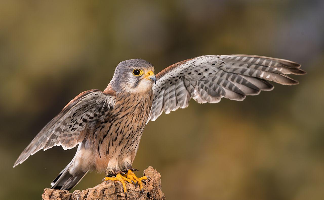 Birds Falcon Wings Kestrel Animals