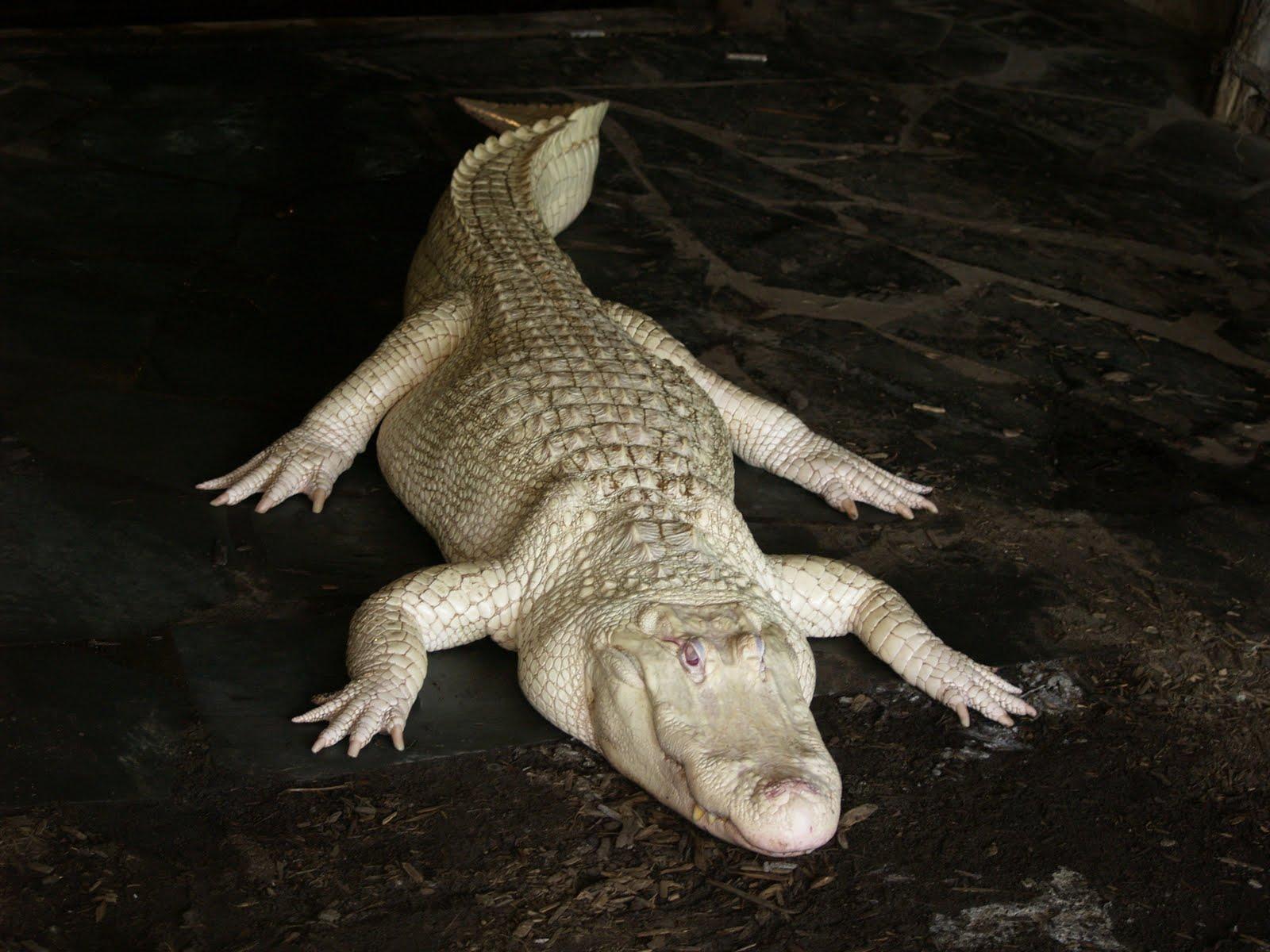 Little Web Treasures: The American Alligator