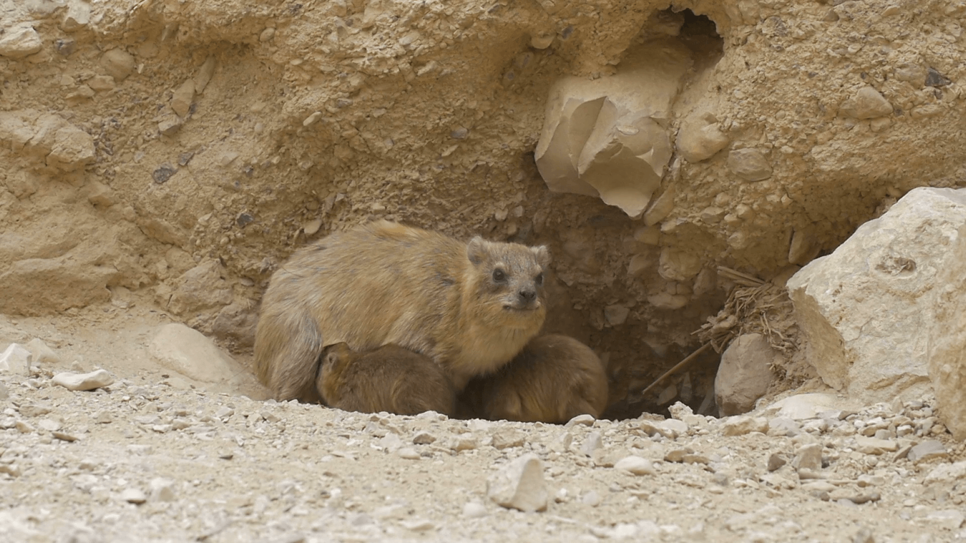Rock Hyrax with kids close up, Ein Gedi Stock Video Footage