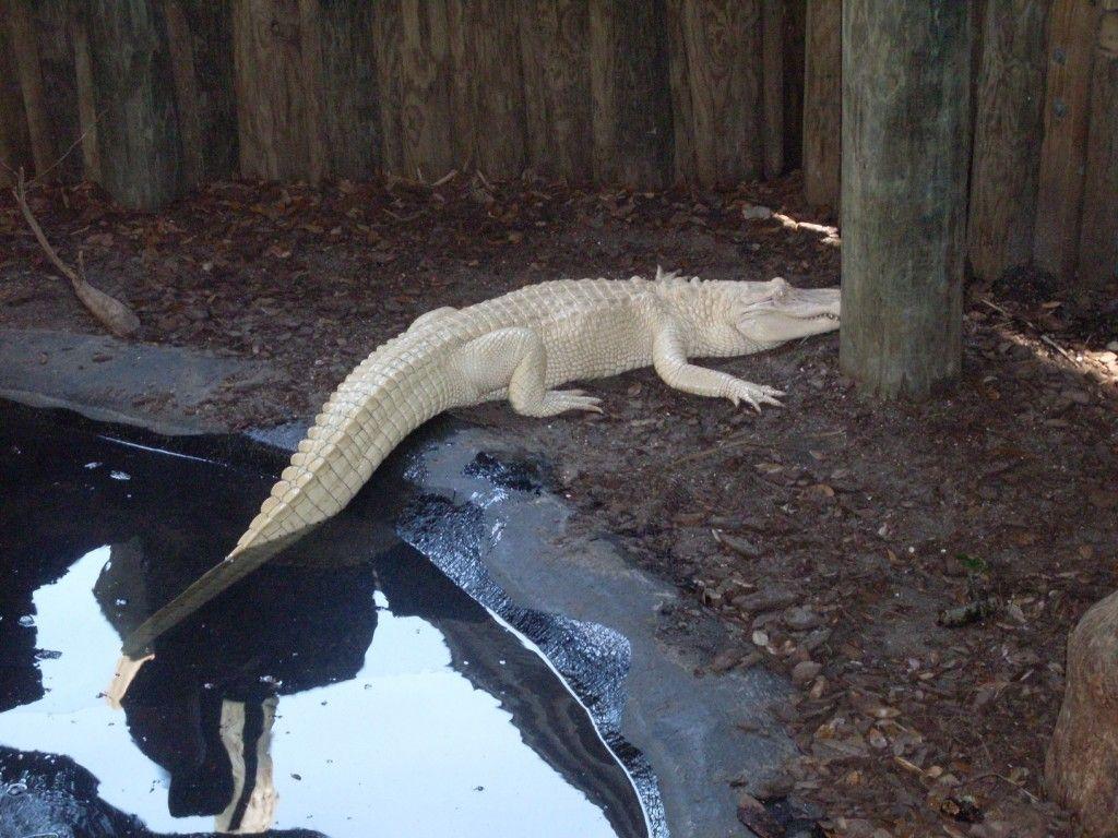 Amaze Pics & Vids: Albino Crocodile Photo