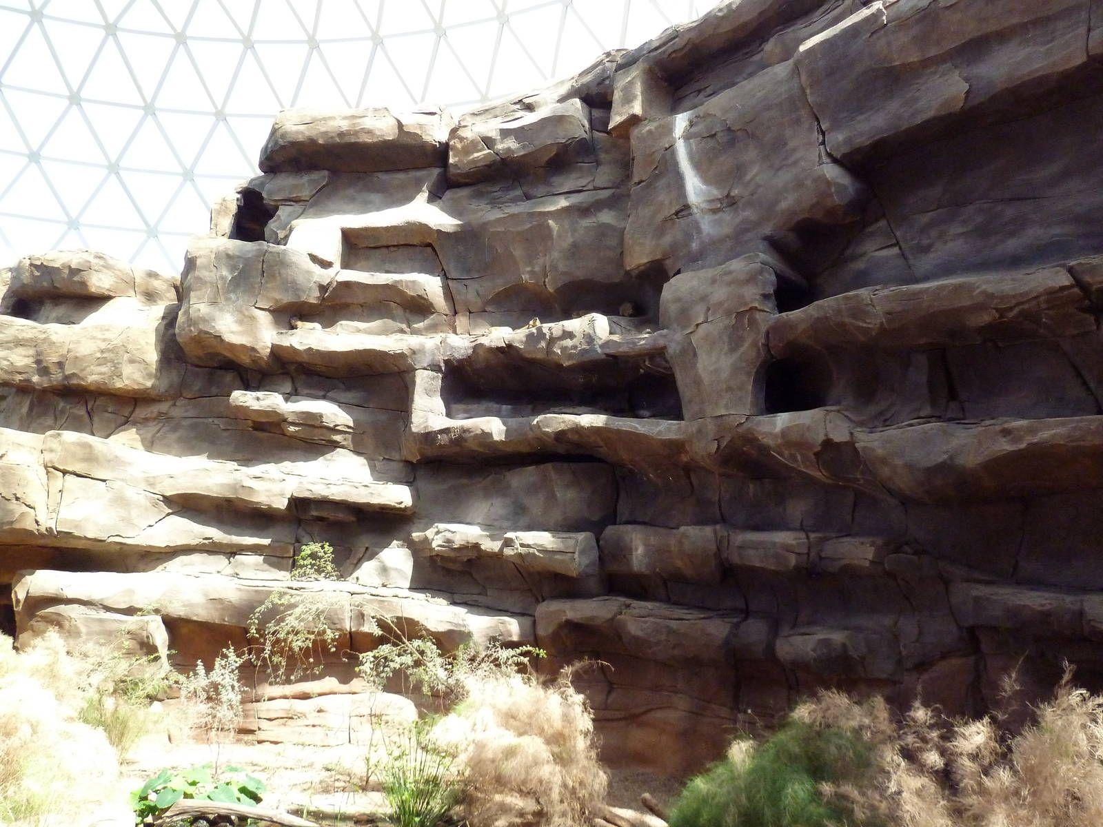 Desert Dome Hyrax Exhibits