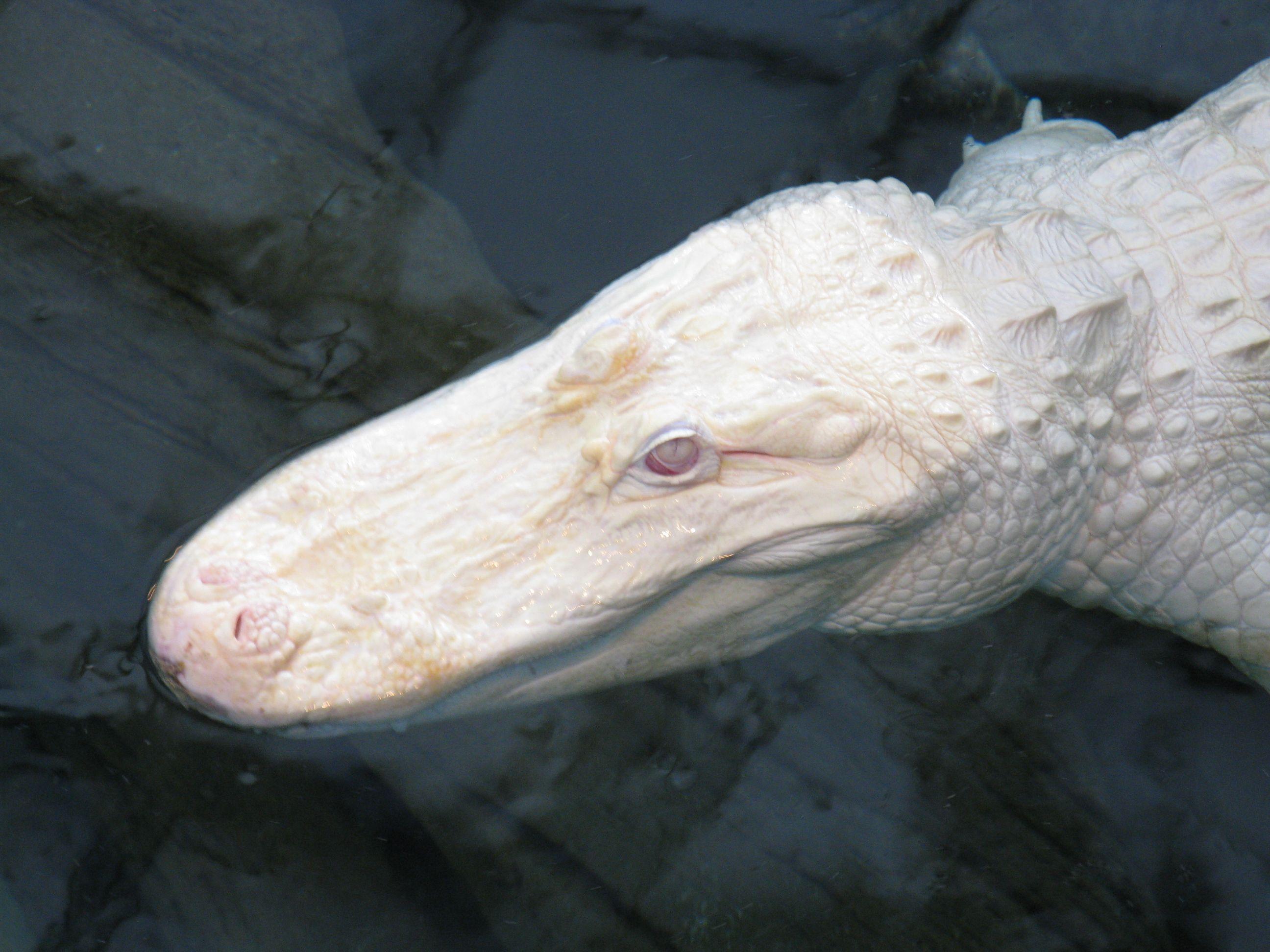 Утконос альбинос фото
