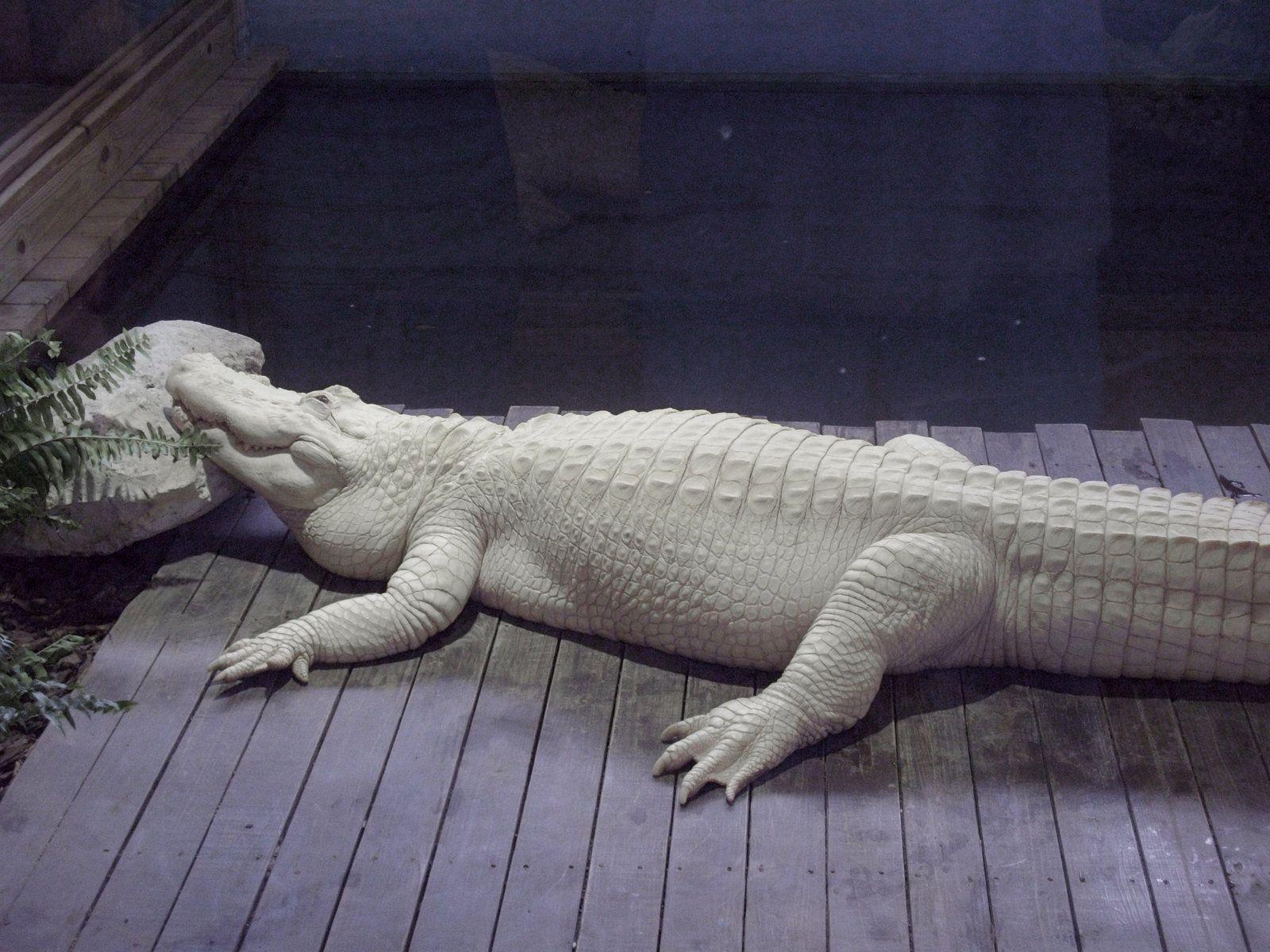Albino Alligator 4 of 6