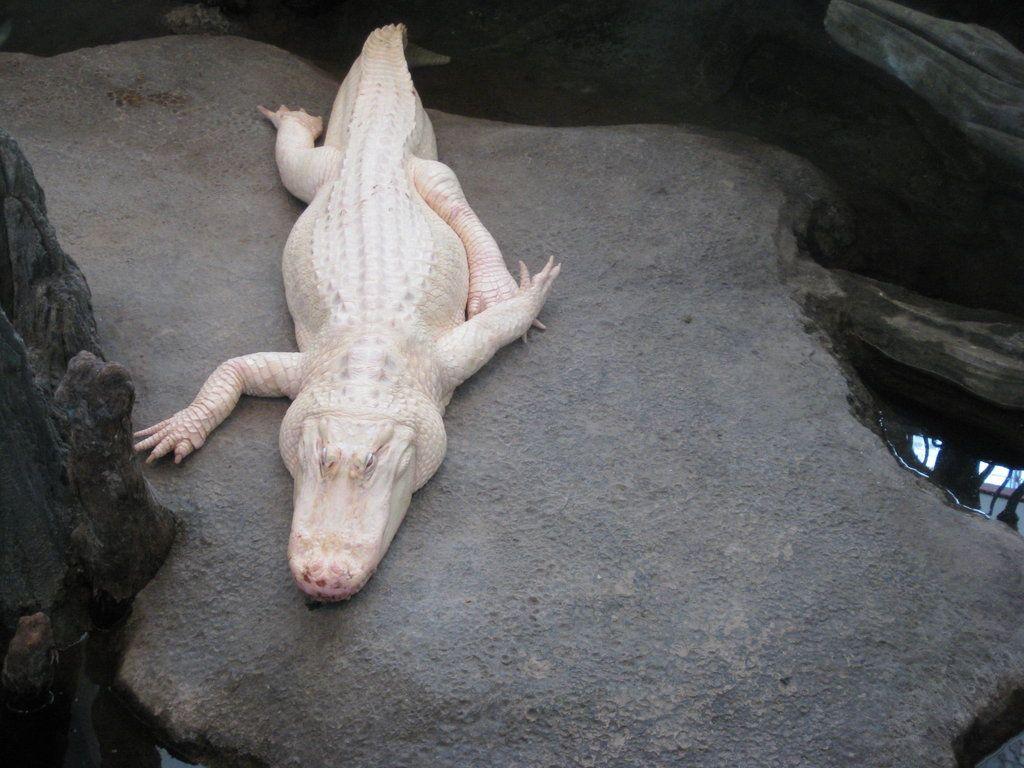 Happy Albino Alligator