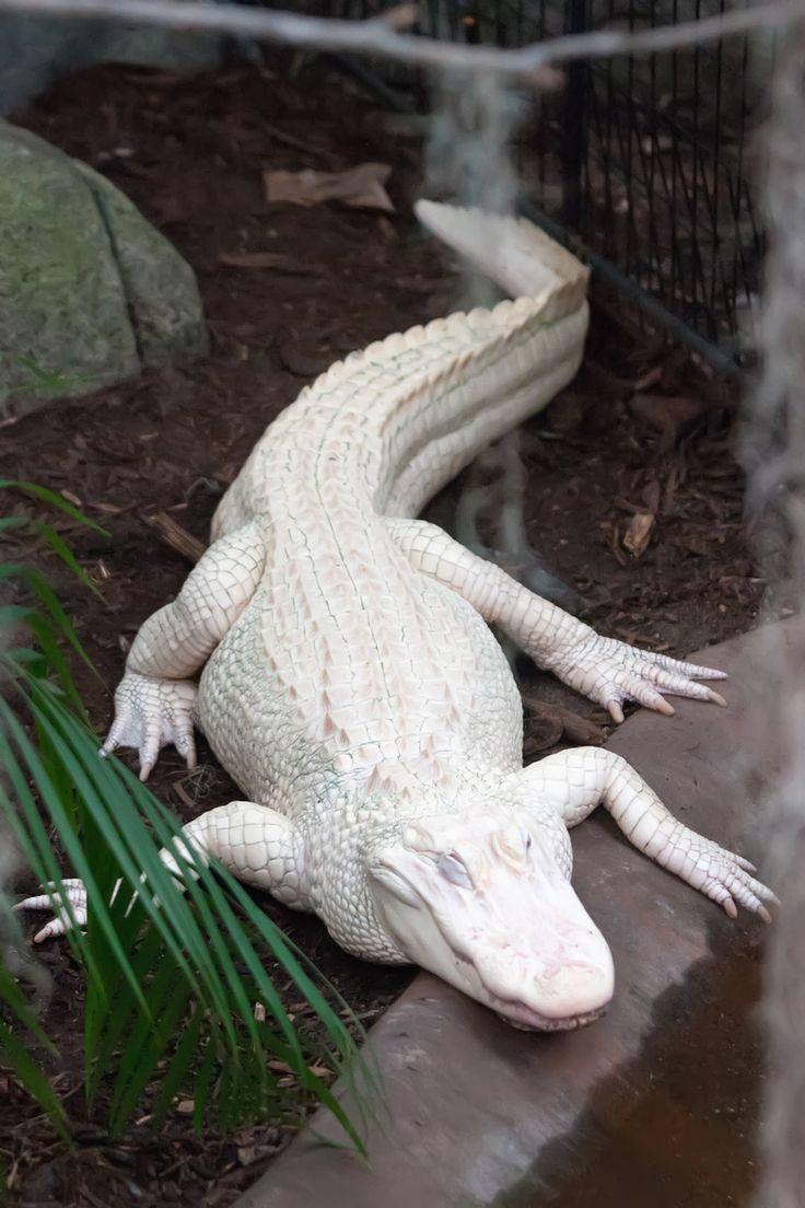 best Buaya image. Alligators, Crocodile