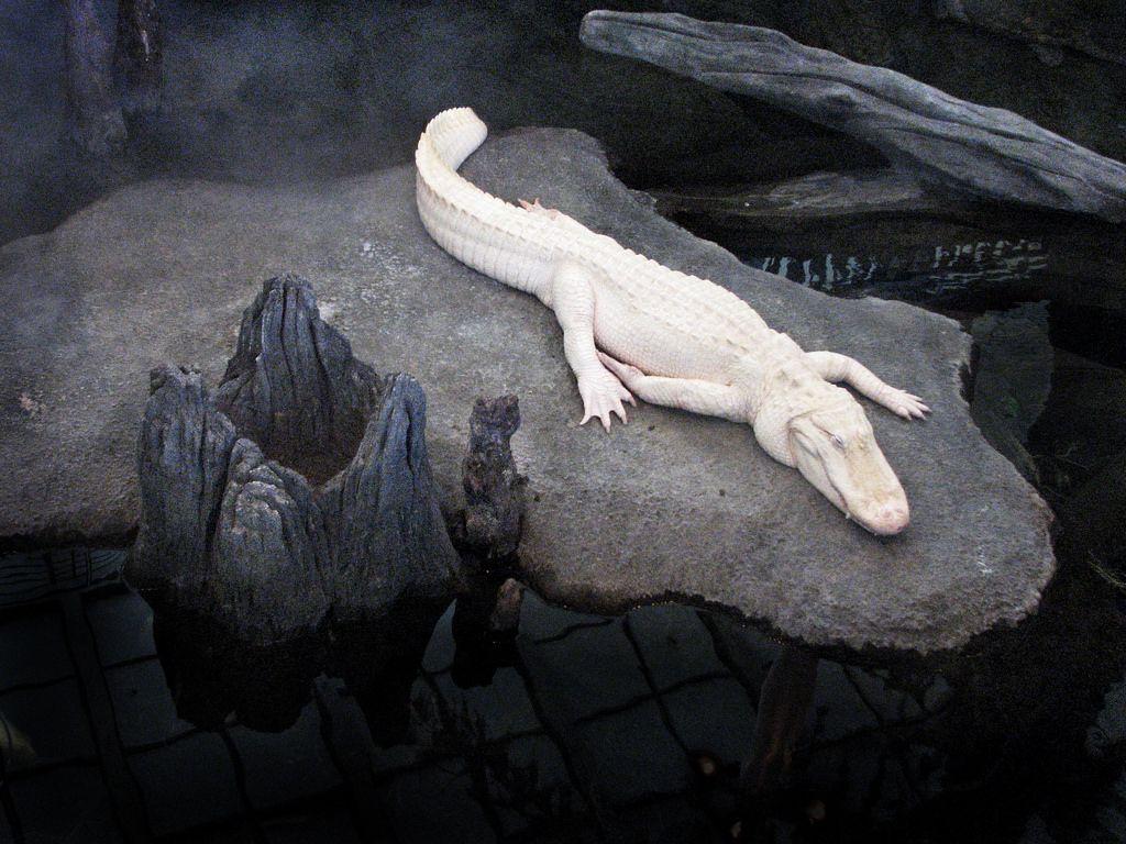 The World's most recently posted photo of albino and alligator