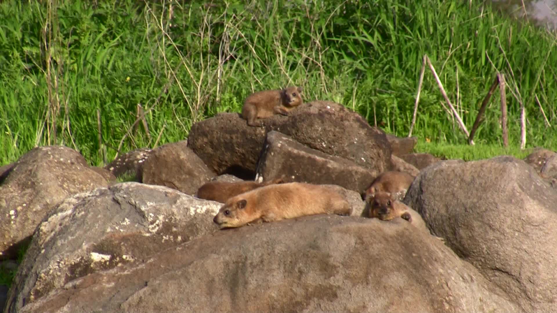Rock Hyrax shrewmouse Hyracoid Video Clip