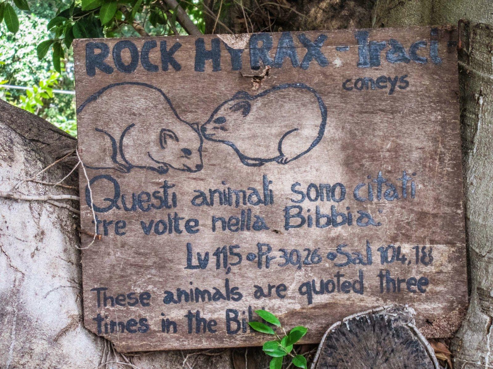 Cannundrums: Rock Hyrax