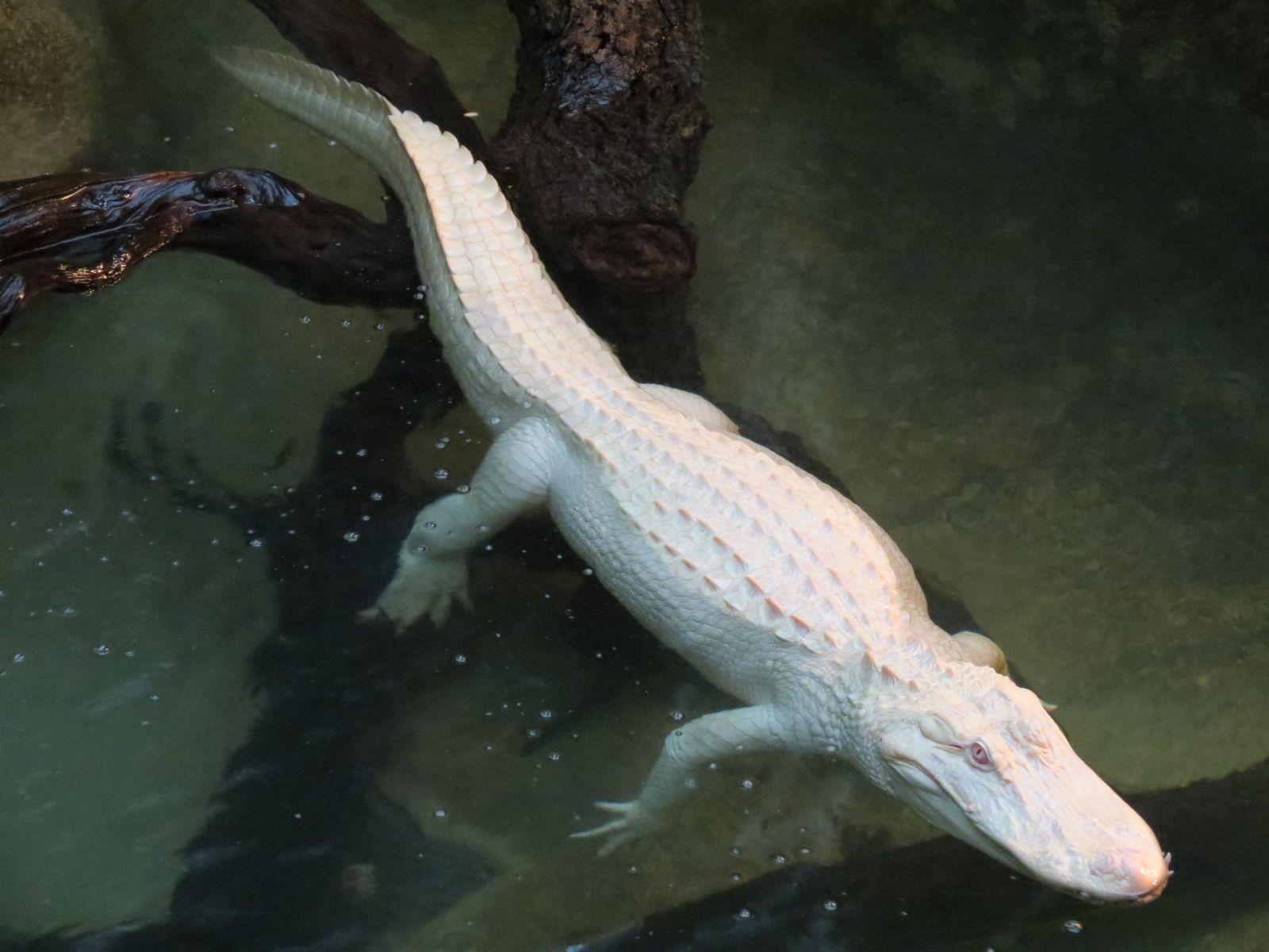 Reptiles and Amphibians of the Bayou Alligator