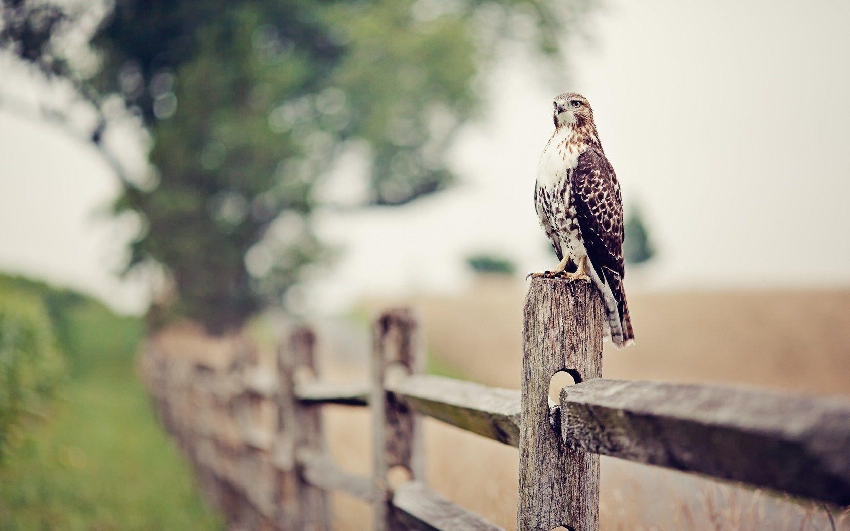 falcon bird magnificent Desktop Wallpaperk HD
