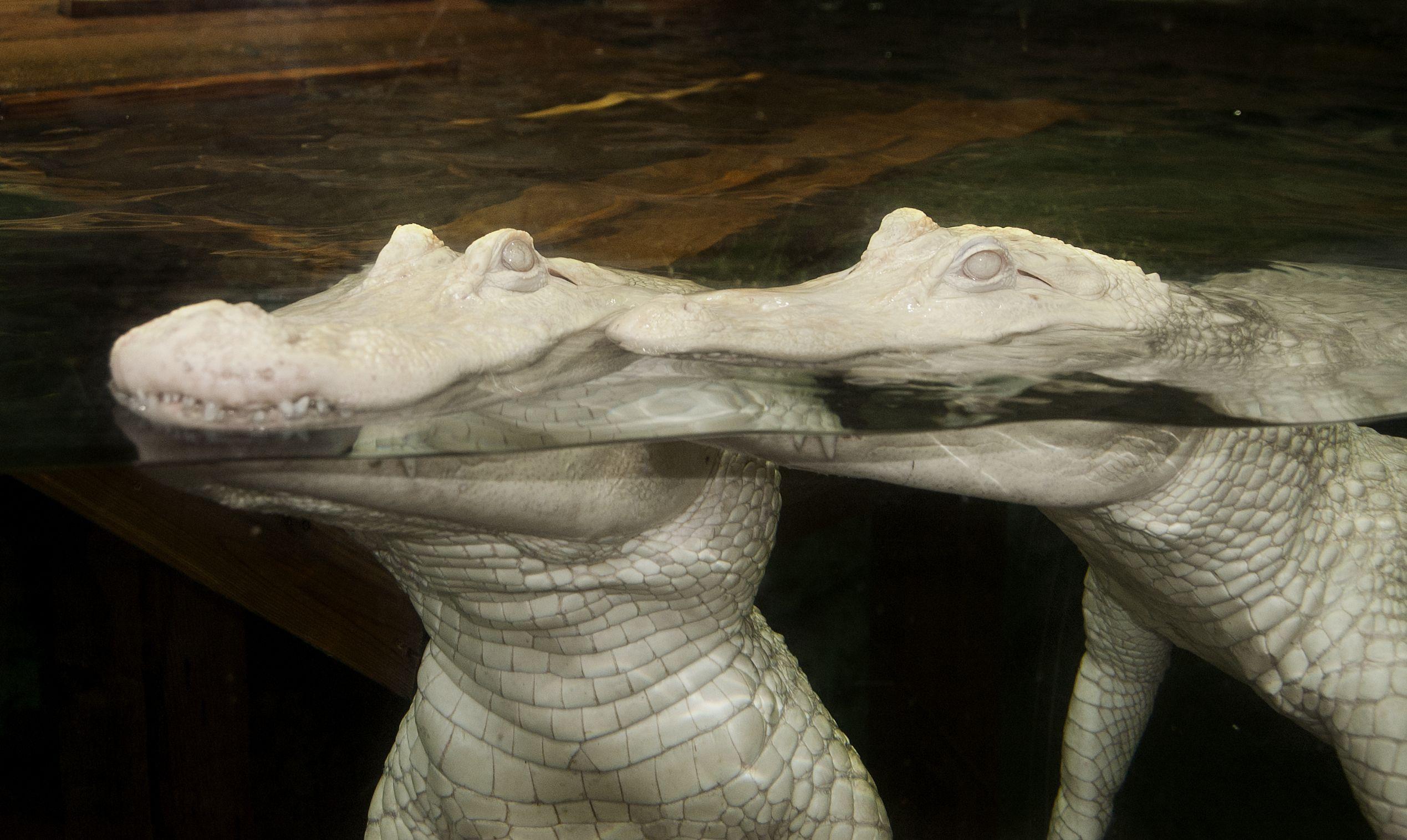 albino alligators