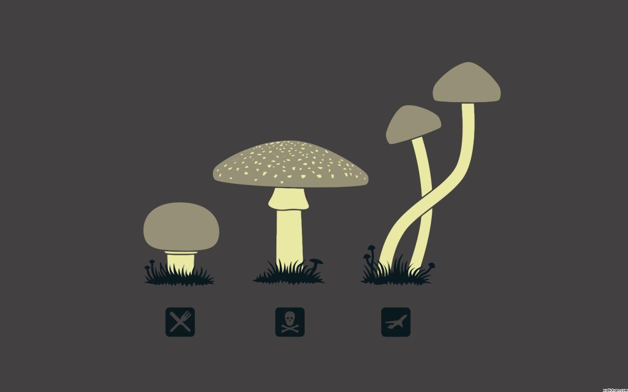 Magic Mushrooms Wallpaperx800