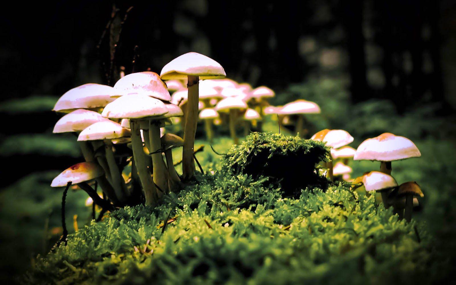 Magic mushroom forest  Deep Dream Generator