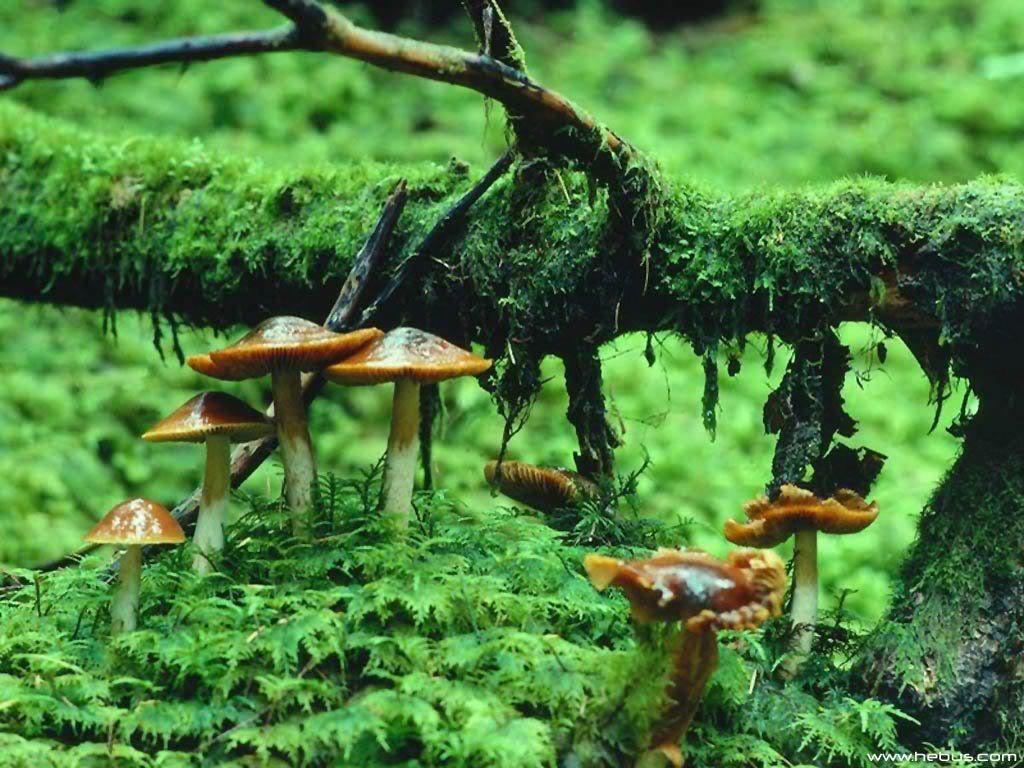 beautiful Mushrooms. Cool Mushroom Background. There's a Fungus
