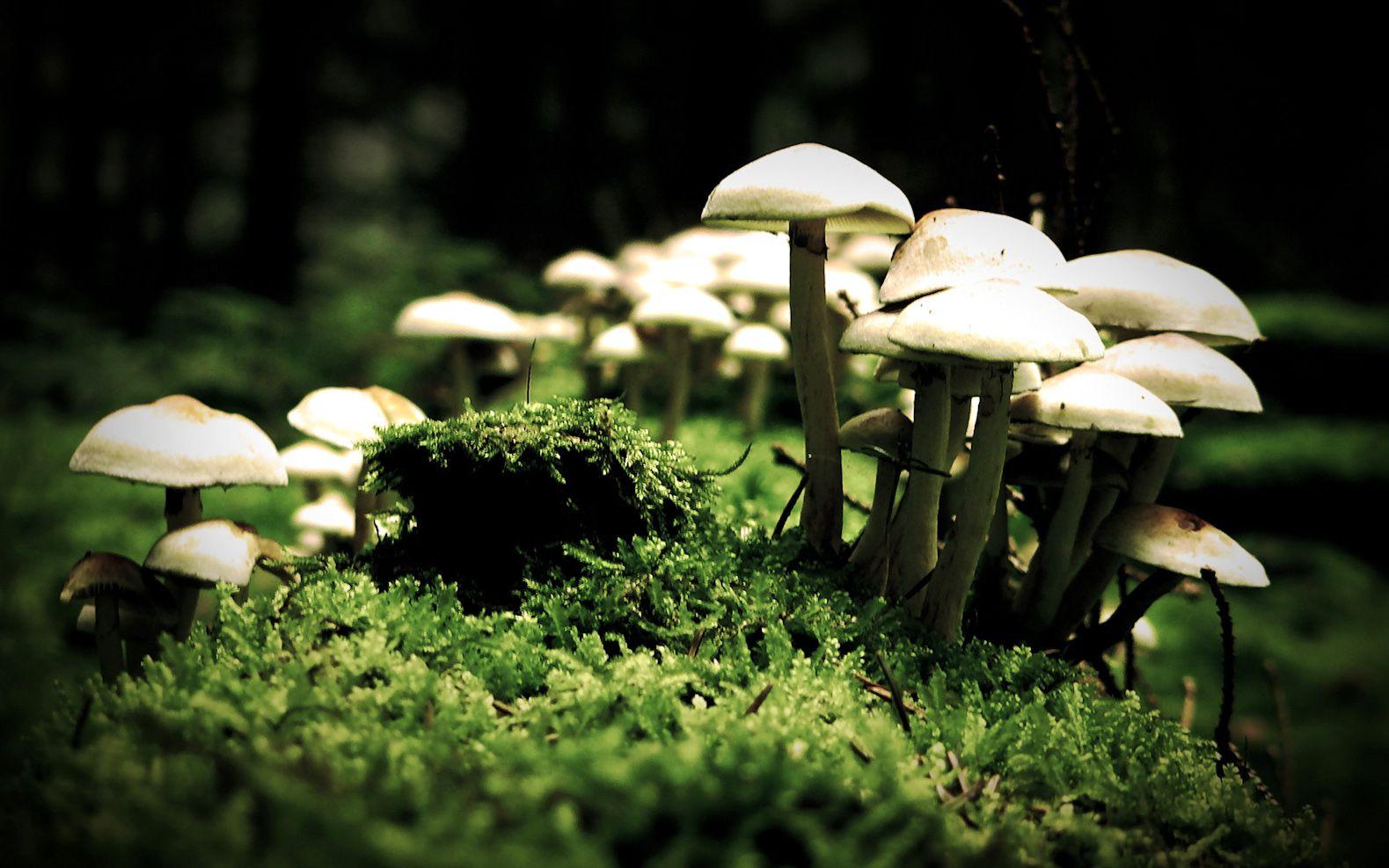 Magic, Mushrooms, Cool Nature Wallpaper, Amazing Landscape, Plants