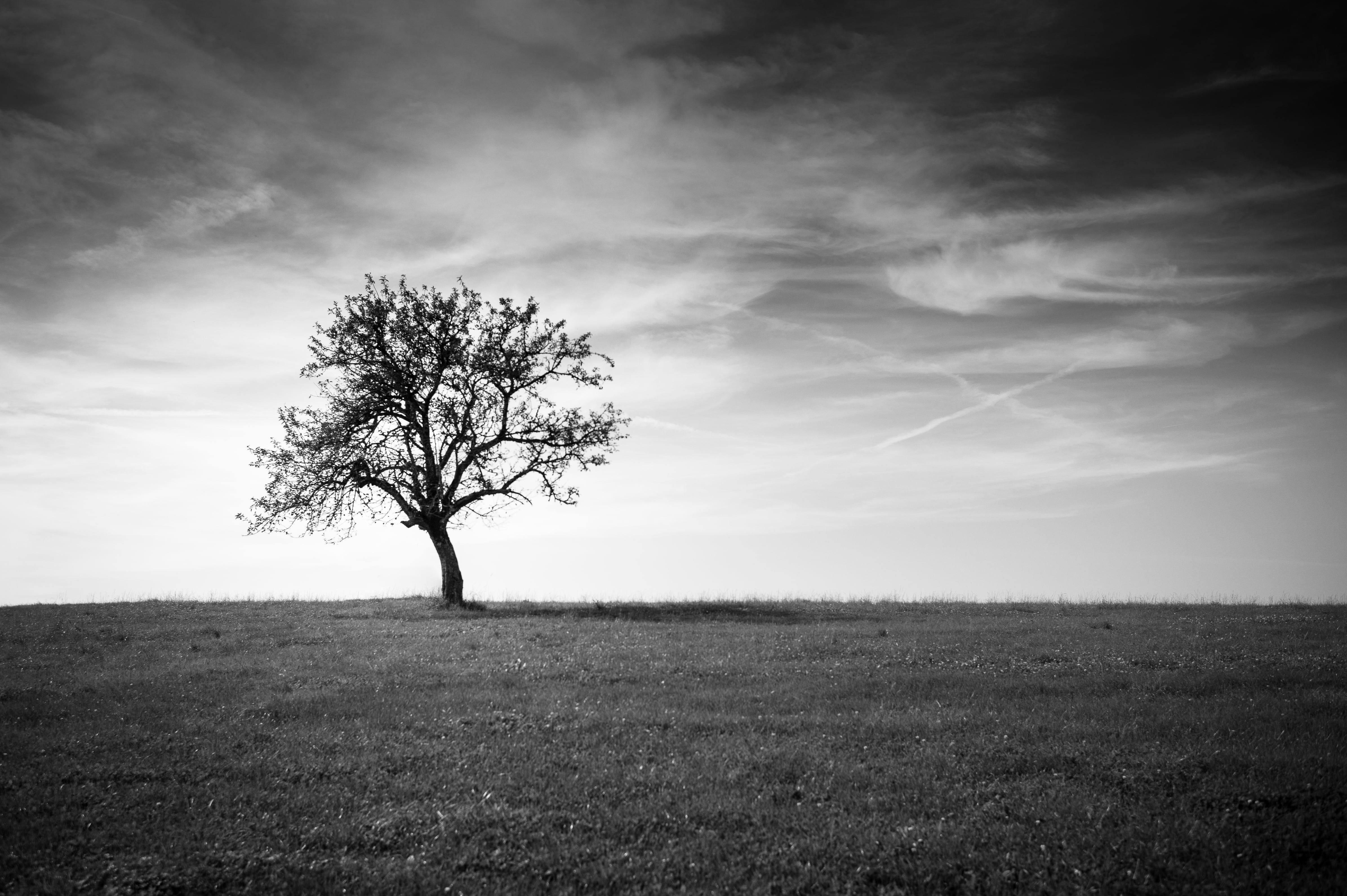 Grayscale Nature Photography