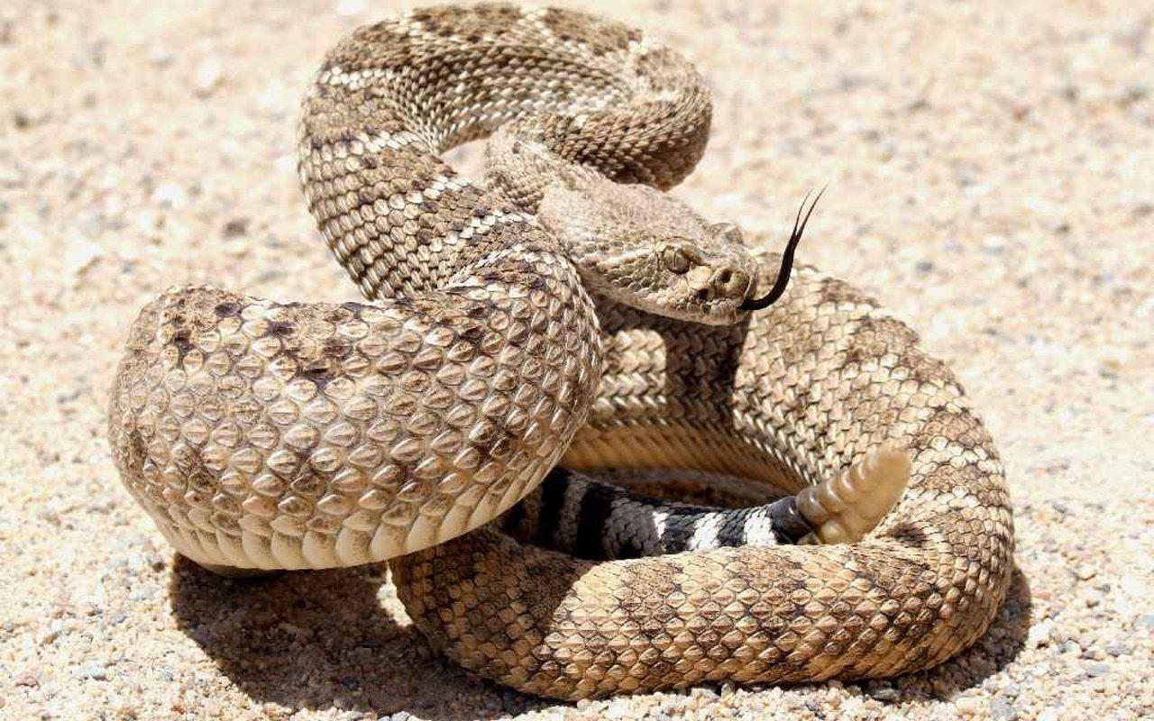 Rattlesnake HD Wallpaper and Background Image