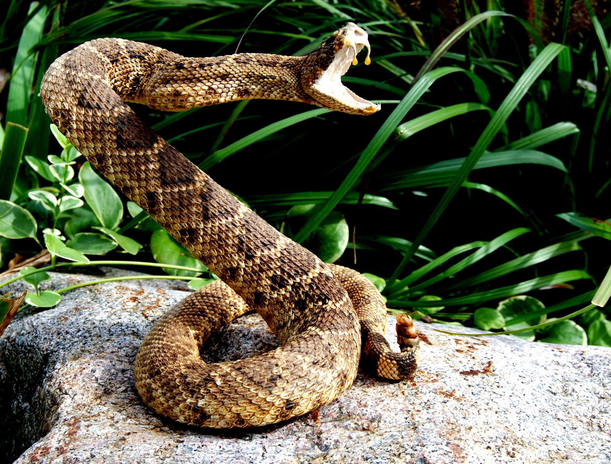 Rattlesnakes Wallpapers Wallpaper Cave