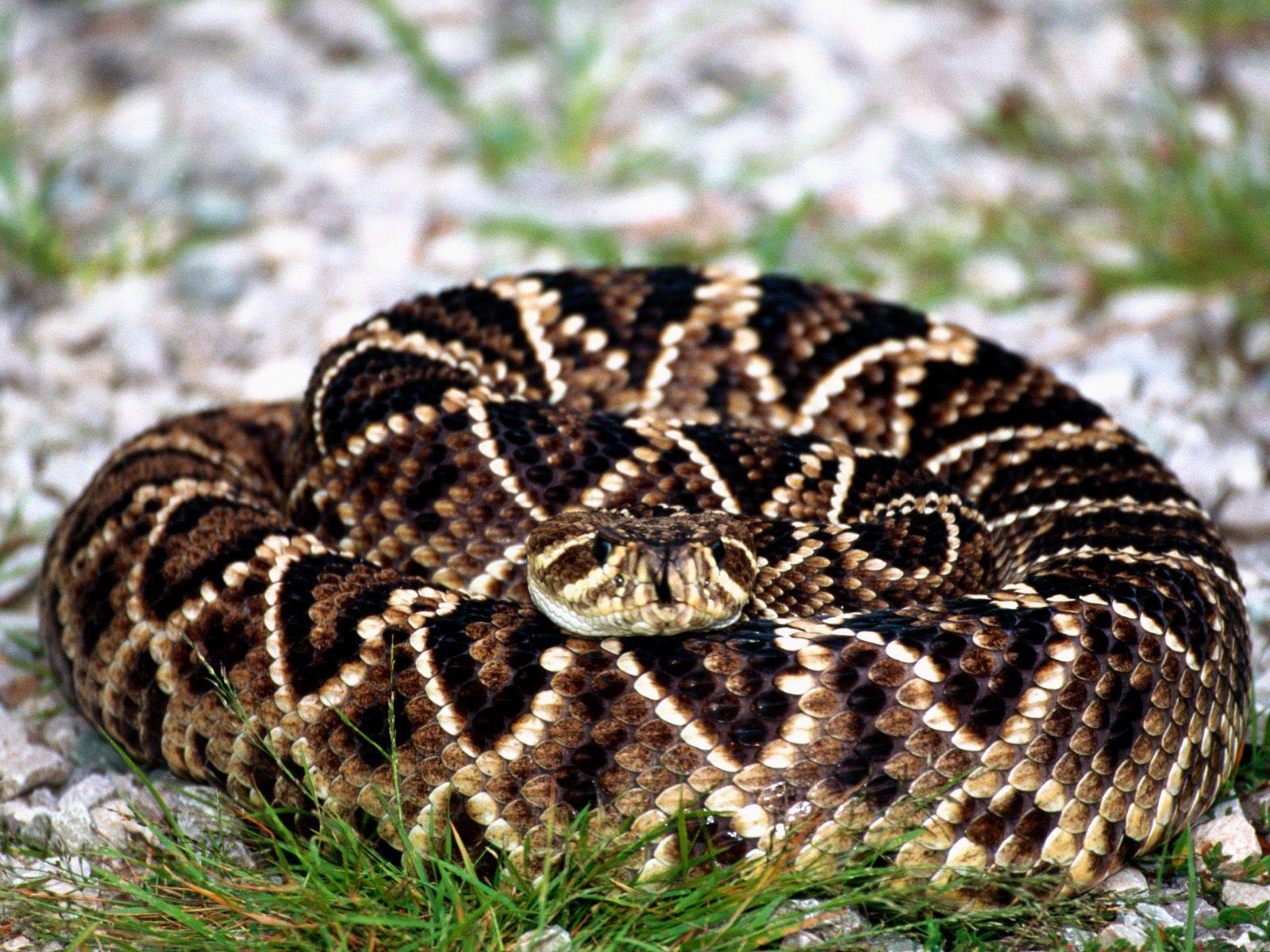 Young Rattlesnake Pics Wallpaper