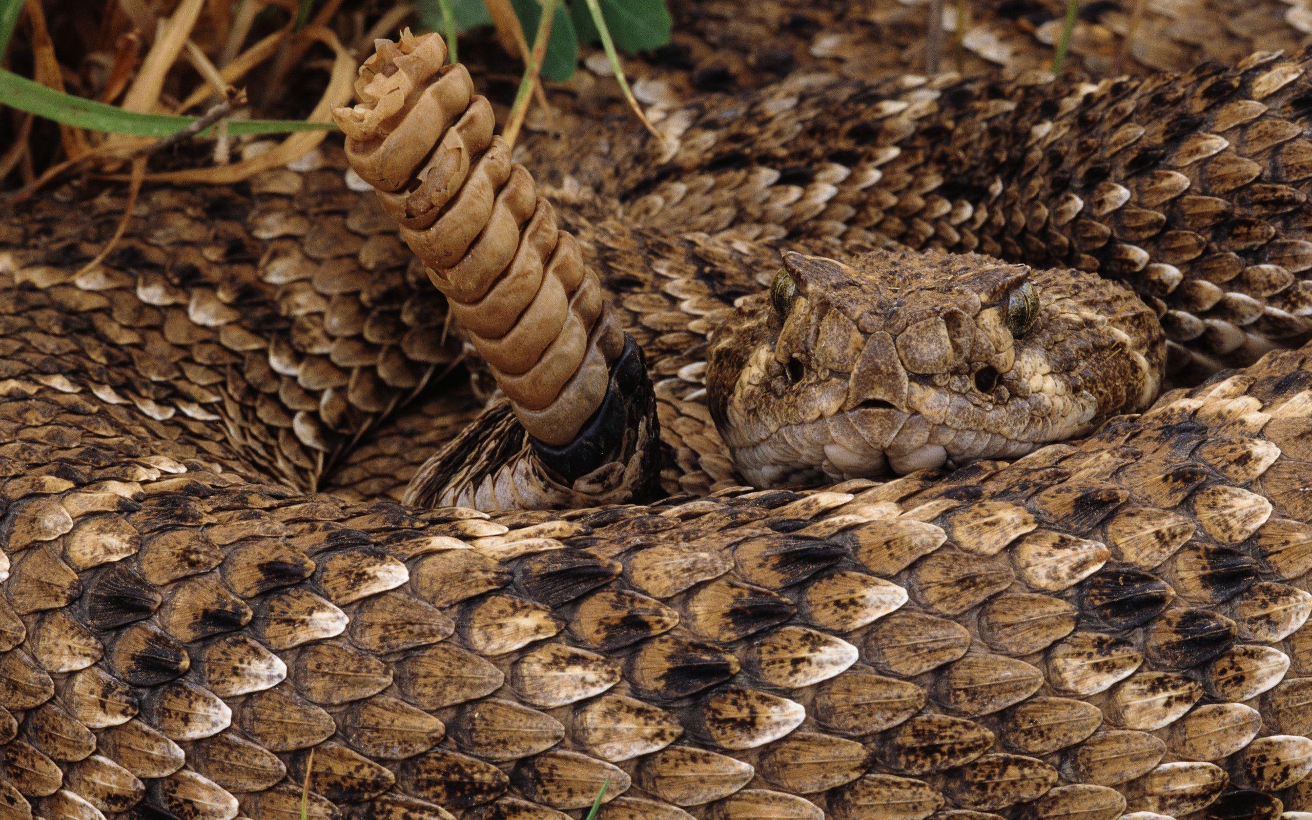 Rattlesnake HD Wallpaper and Background Image
