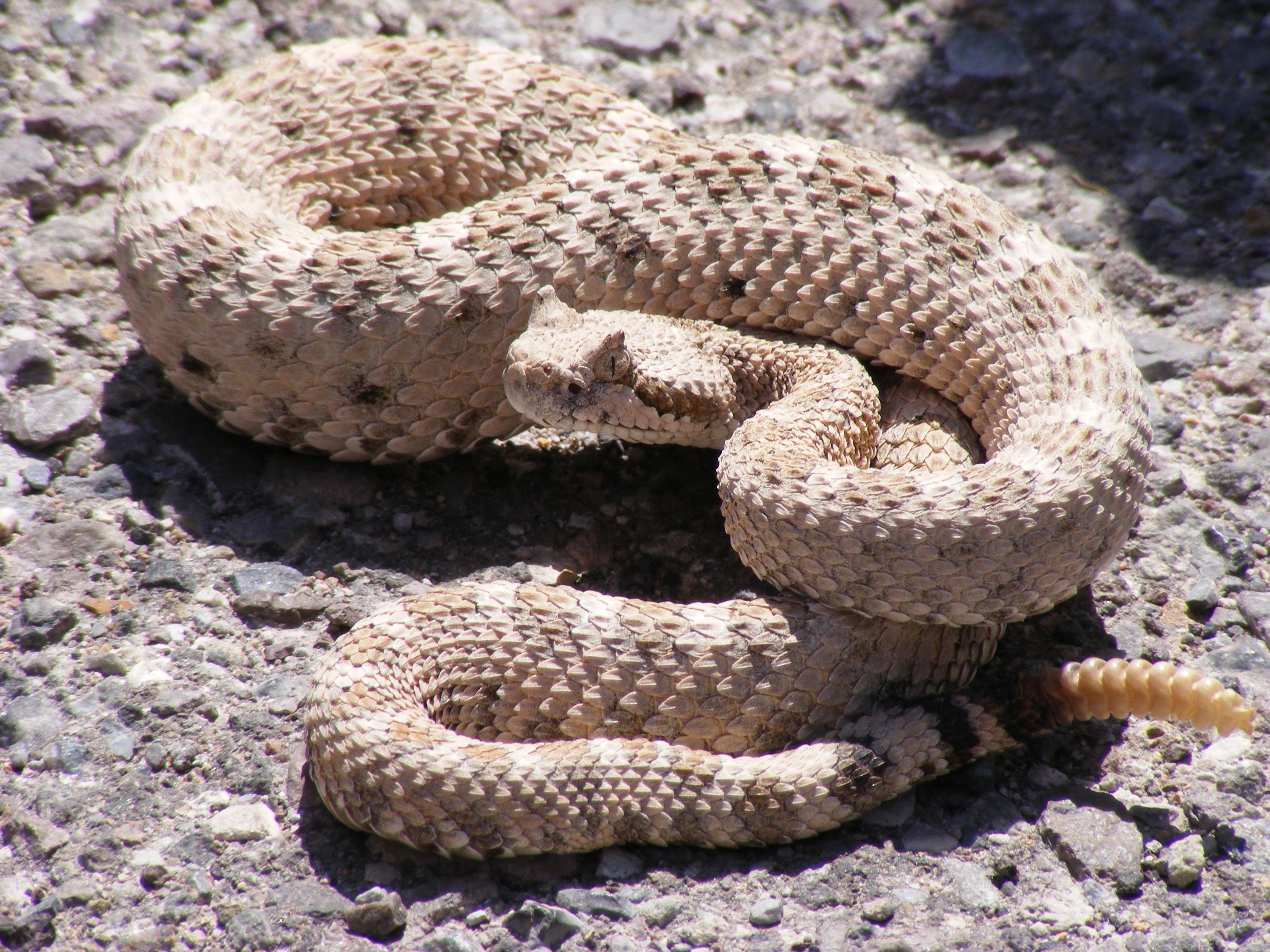 Reptiles: Reptile Rattlesnake Snake Snakes Predator Picture Image