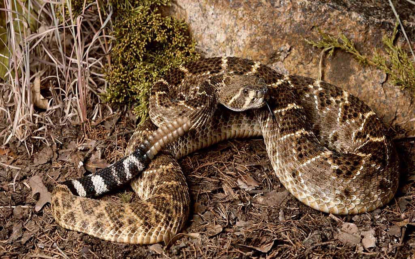 Rattlesnakes Wallpapers Wallpaper Cave