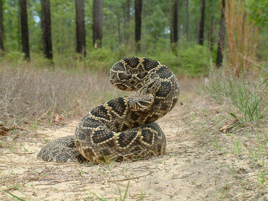 Fact About Rattlesnake and Their Babies. Snake, Reptiles and Amphibians