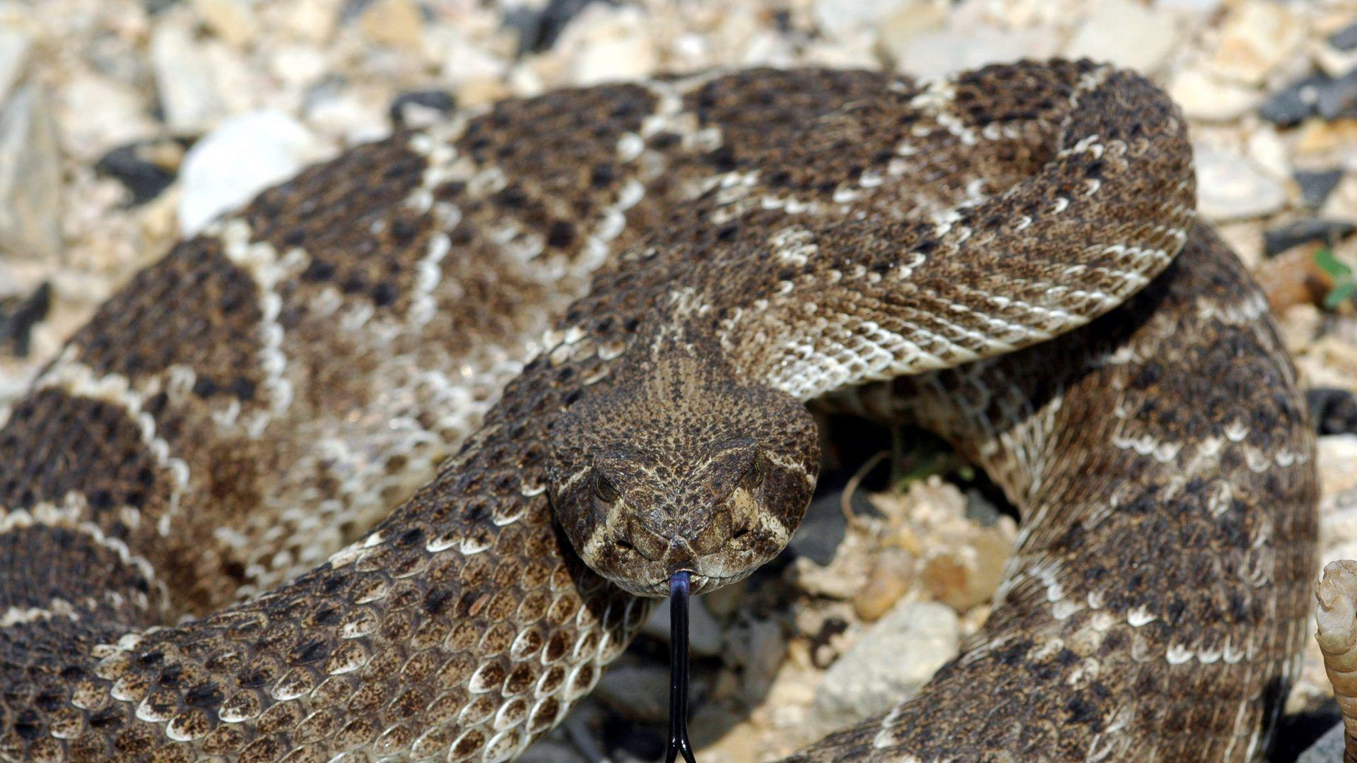 Snakes Tag wallpaper: Predator Snake Snakes Rattlesnake Reptile