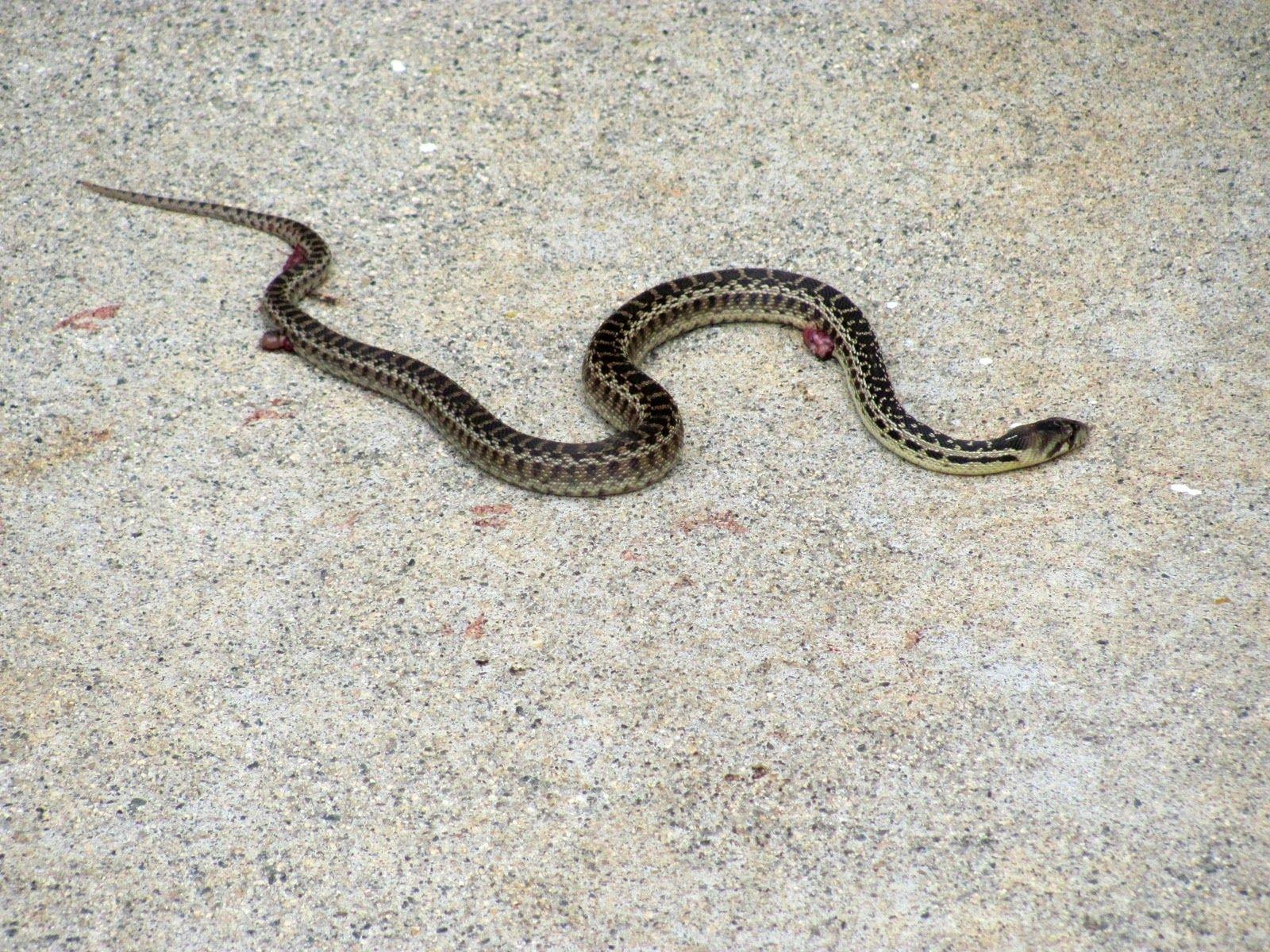 Rattlesnake High Definition Wallpaper Free Download