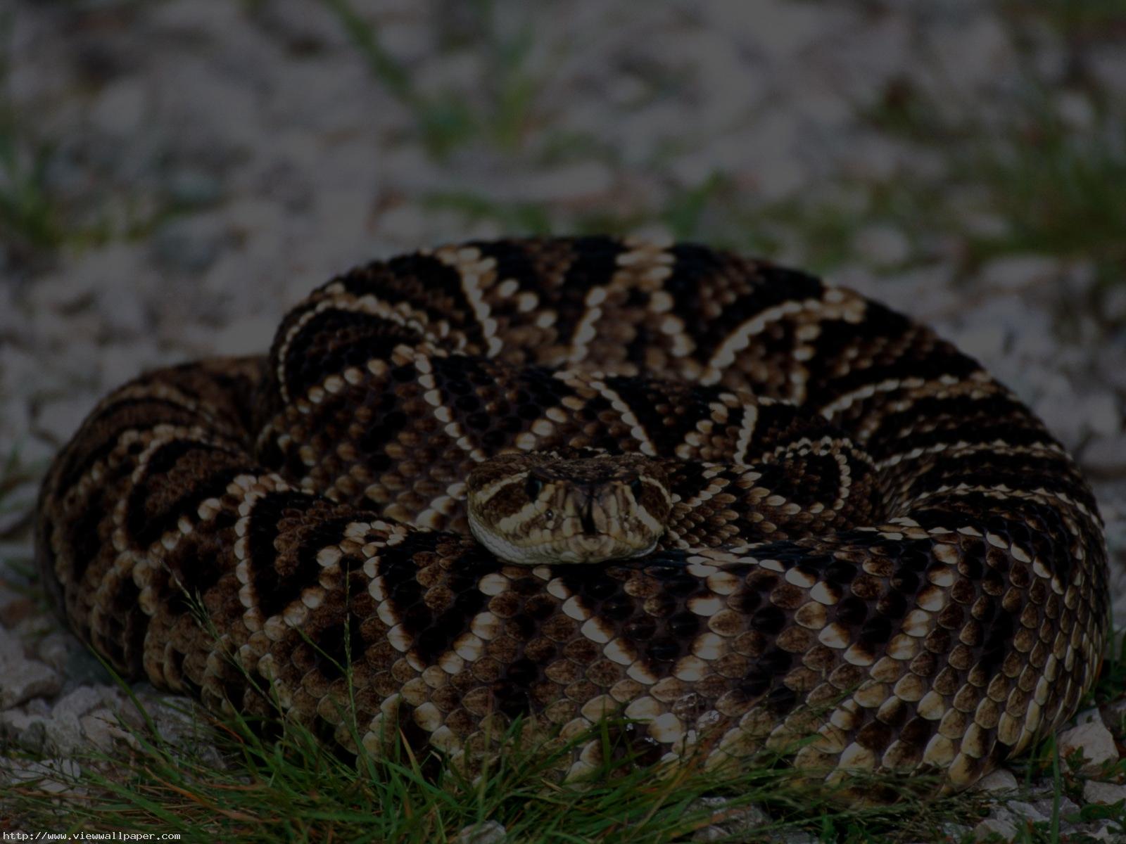 Pics of diamond back rattle snakes download