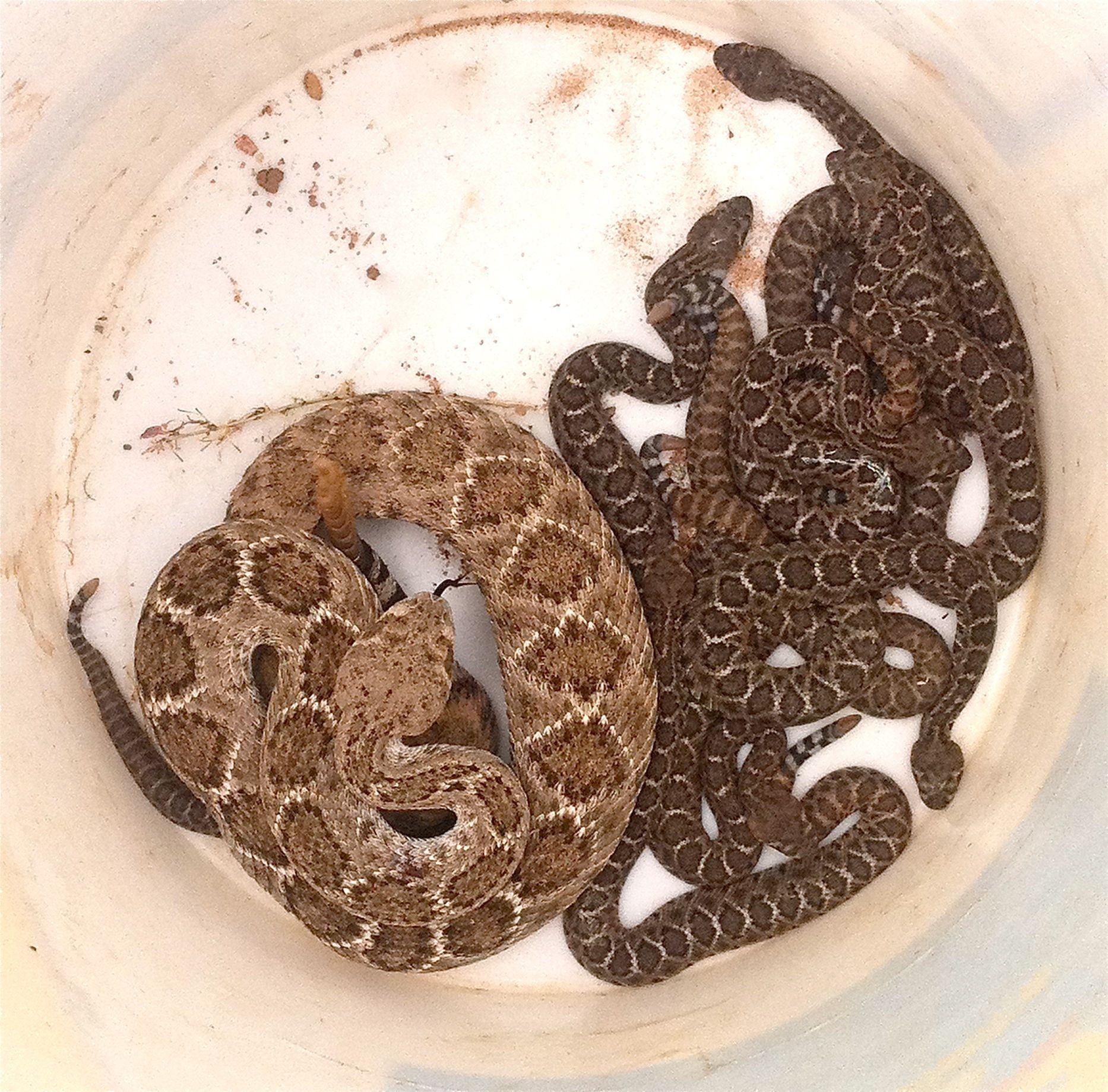 Fact About Rattlesnake and Their Babies