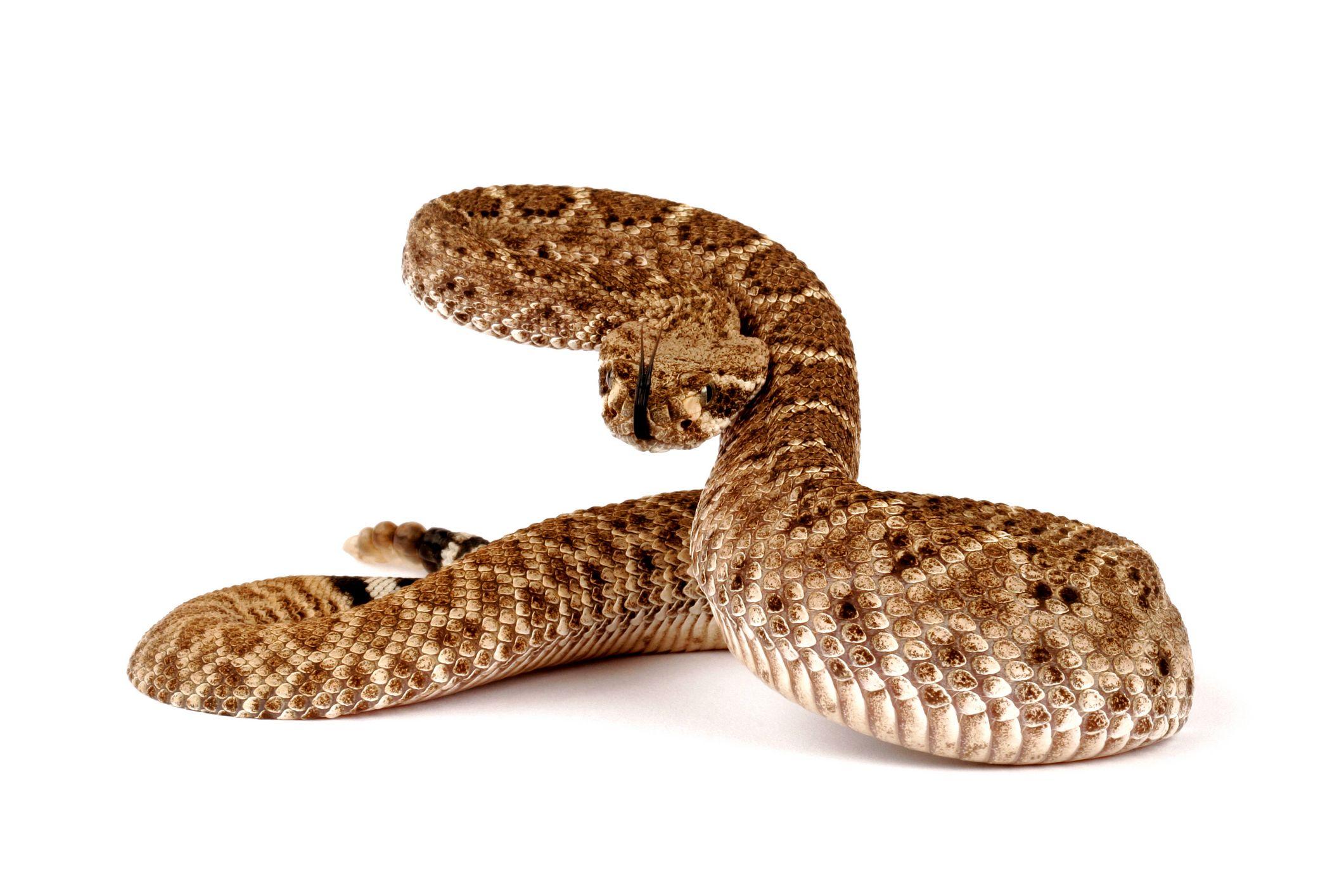 Snake reptile snakes predator rattlesnake ur wallpaperx1414