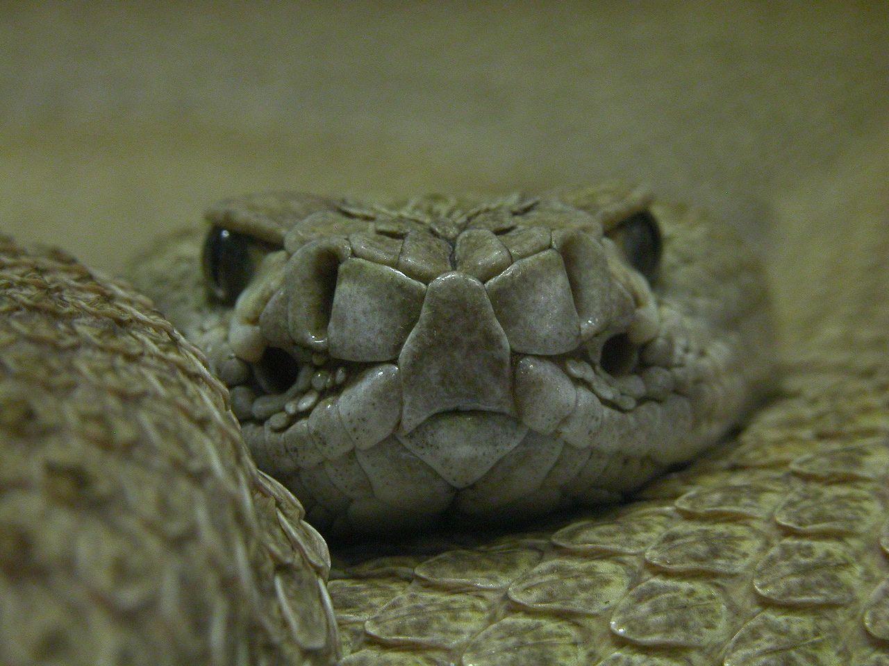snakes rattlesnakes 1280x960 wallpaper High Quality Wallpaper, High
