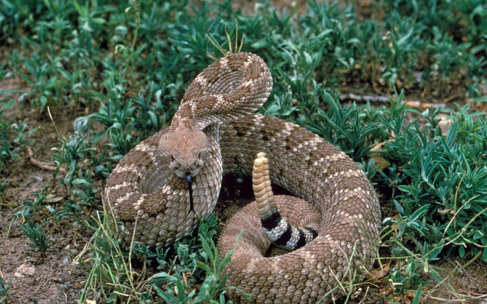 Desktop Rattle Snakes Image
