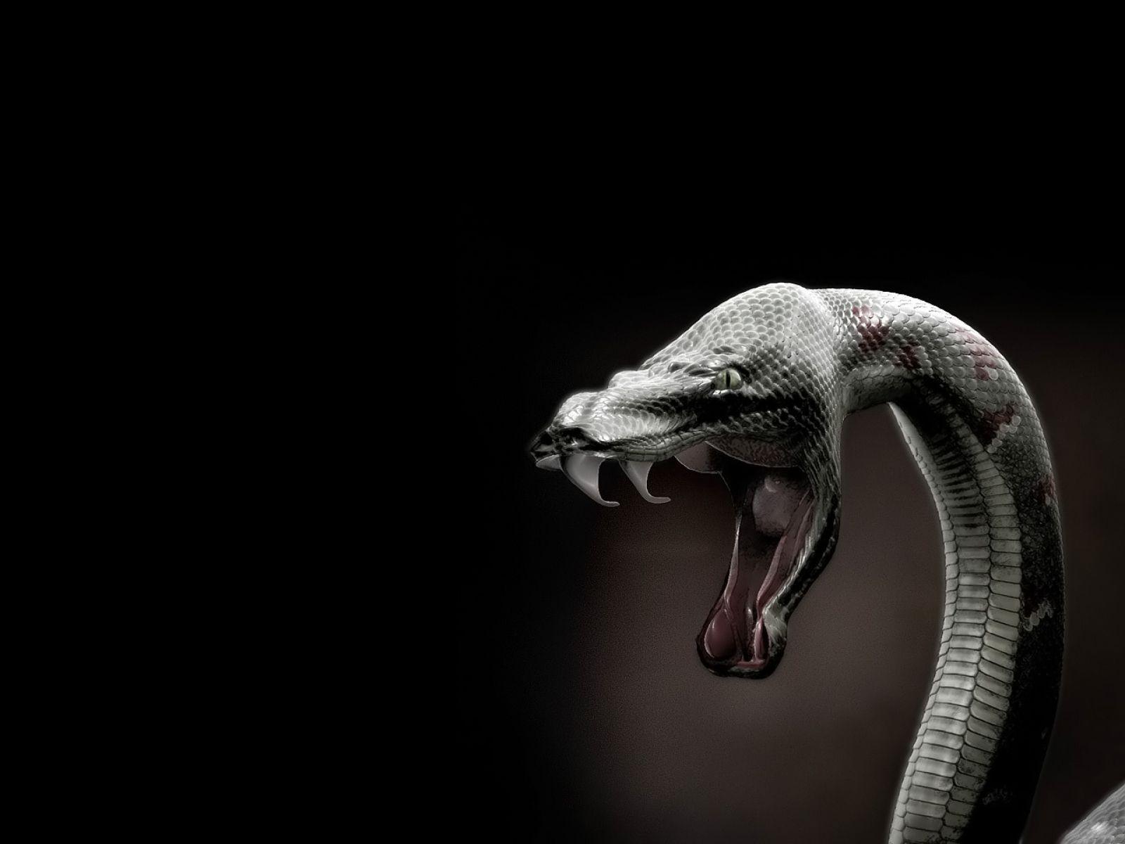 Cool Rattlesnake Wallpaper