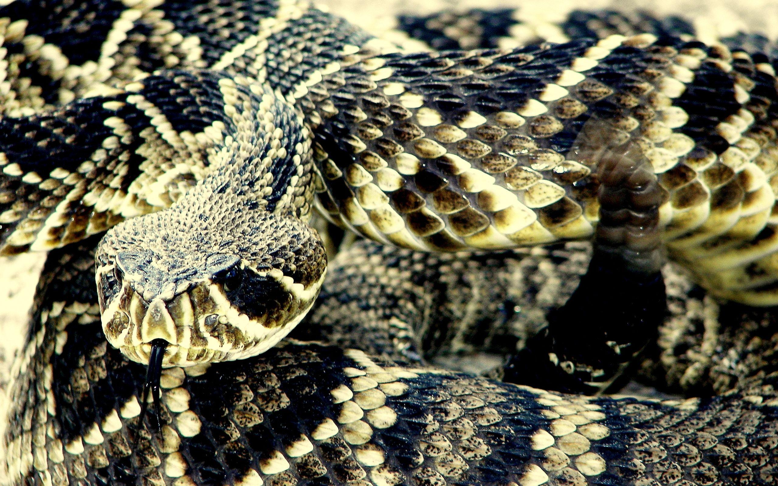 Eastern Diamondback Rattlesnake Full HD Wallpaper and Background
